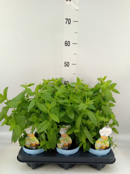 <h4>Mentha spicata</h4>