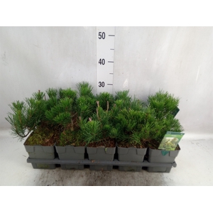 Pinus mugo