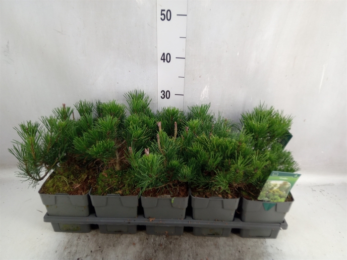 Pinus mugo