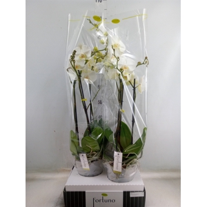 Phalaenopsis   ...white