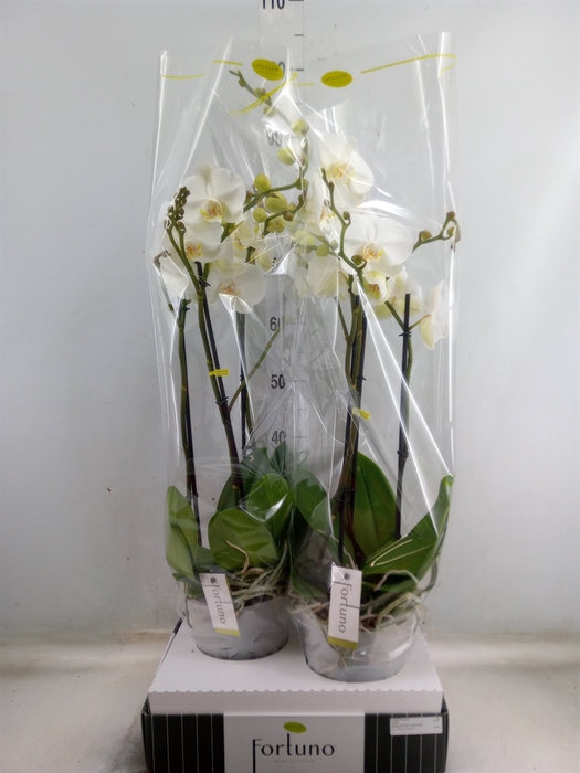 <h4>Phalaenopsis   ...white</h4>