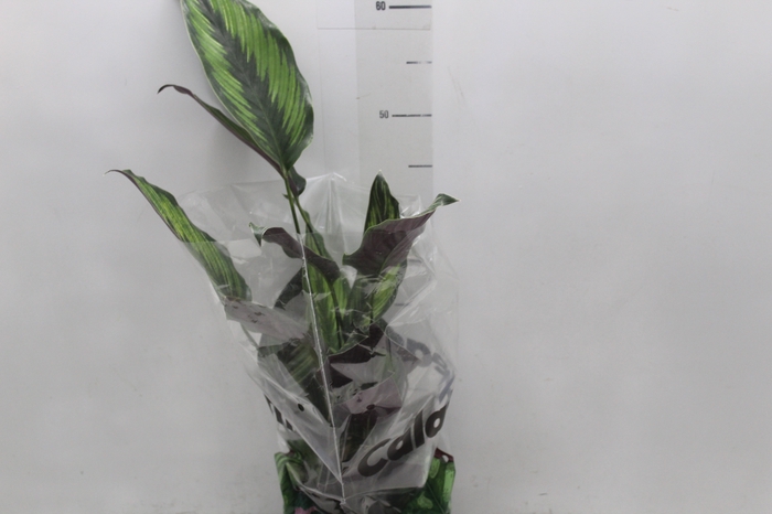 <h4>CALATHEA PRINCEPS P17</h4>