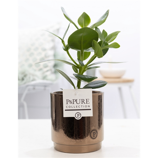 <h4>Clusia Rosea Princess in P&PURE Juliette ceramics goldbronze</h4>