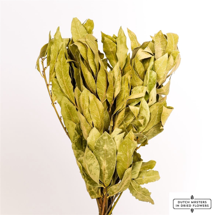 Dried Laurier Natural Bunch