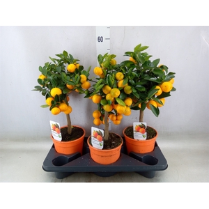 Citrus   ...