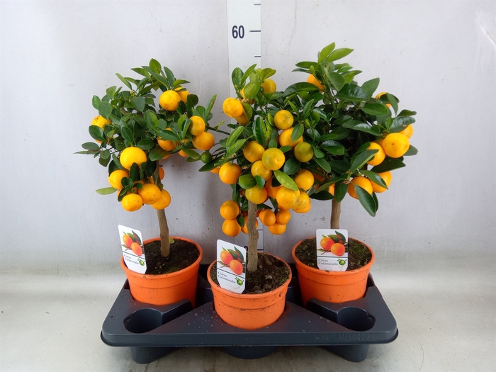 <h4>Citrus   ...</h4>