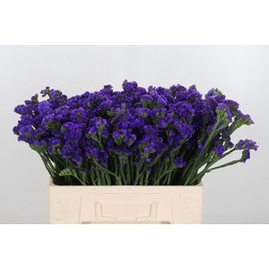 Statice Purple Gemeend