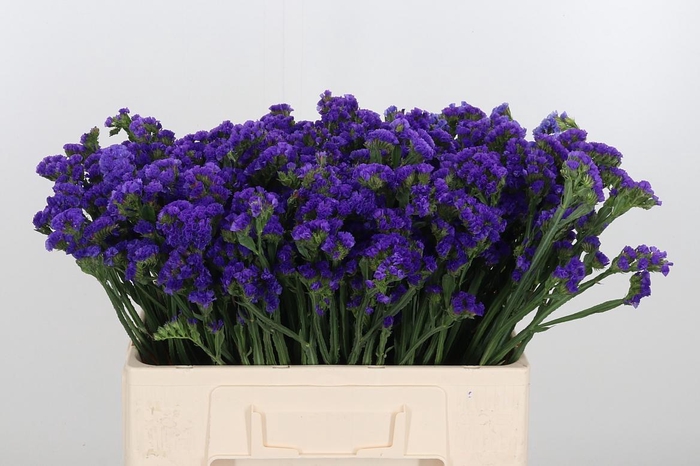 <h4>Statice Purple Gemeend</h4>