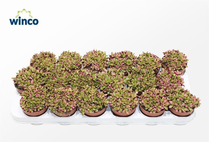 Anacampseros Sunrise