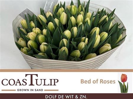 <h4>Tu Du Bed Of Roses</h4>