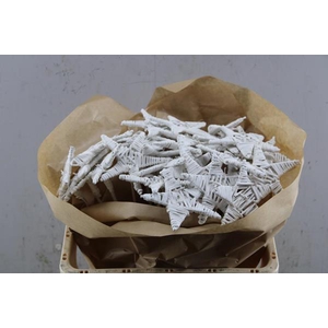 Droog Lata Star White X25