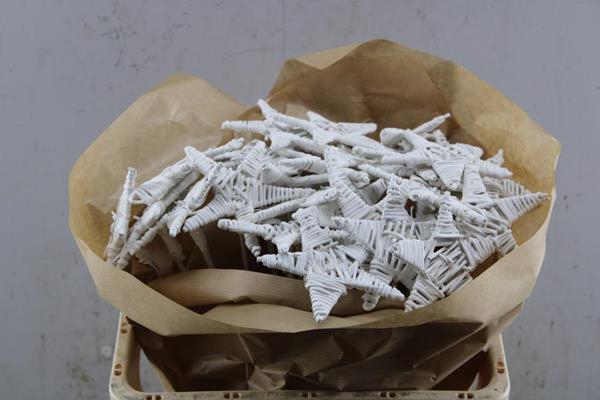 <h4>Droog Lata Star White X25</h4>
