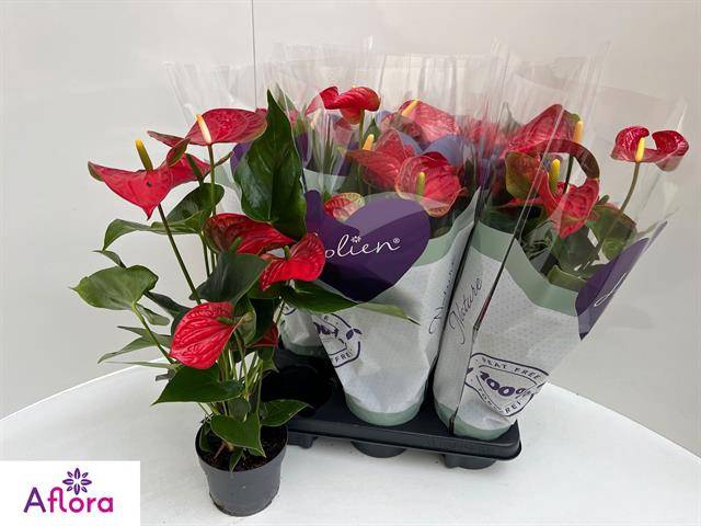 <h4>ANTHU AN BAMBINO RED</h4>