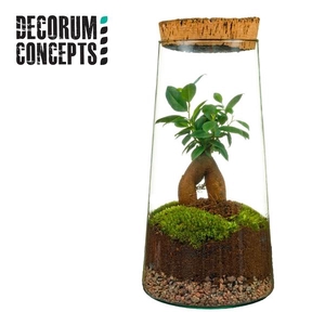 Arrangementen kamerplanten groen H%