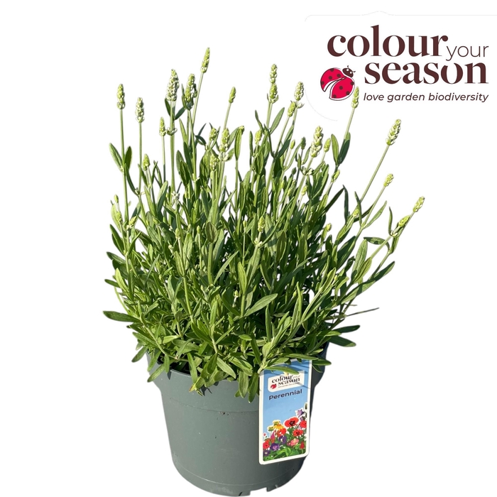 <h4>Lavandula Ardeche wit P19</h4>