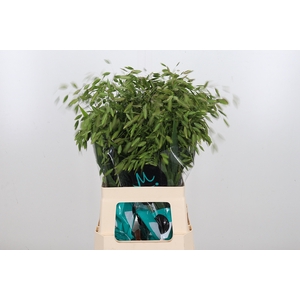 Chasmanthium Latifol