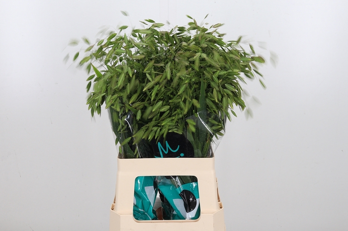 <h4>Chasmanthium Latifol</h4>