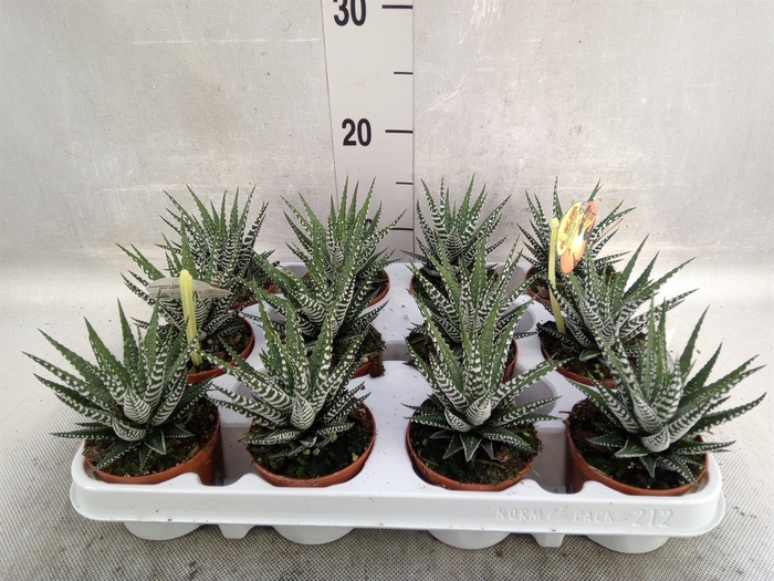 Haworthia fasciala 'Big Band'