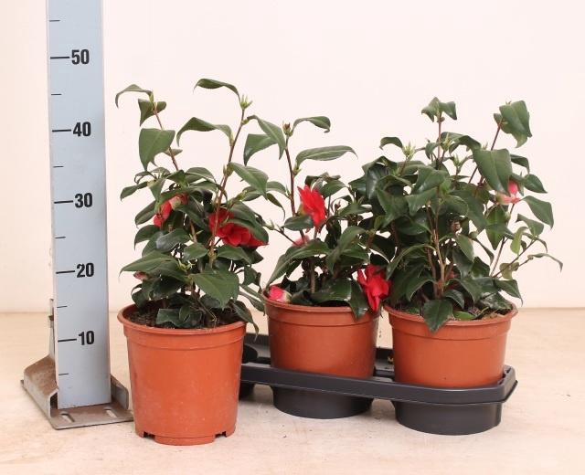 <h4>CAME JAPONICA</h4>