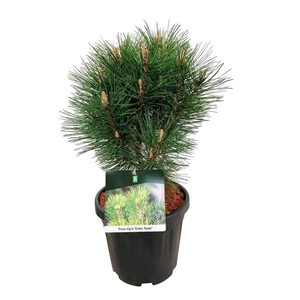 Pinus nigra 'Green Tower'