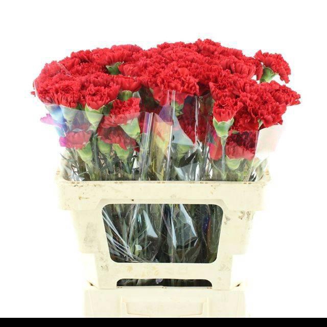 <h4>DI ST ARONA</h4>