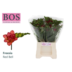 Freesia du Red Bell
