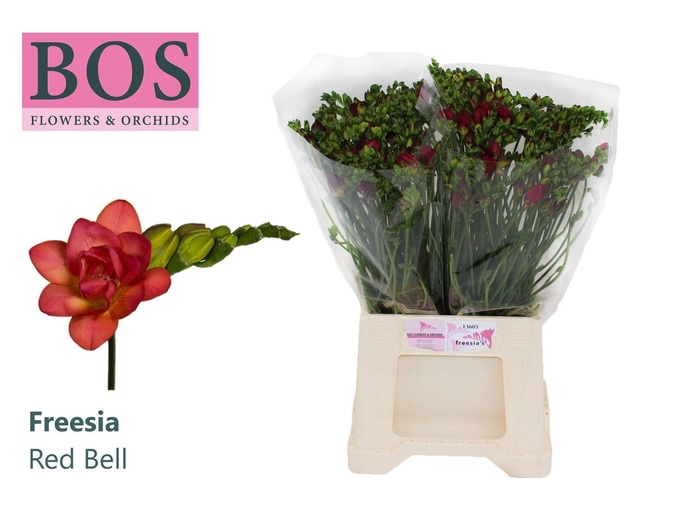 <h4>Freesia du Red Bell</h4>
