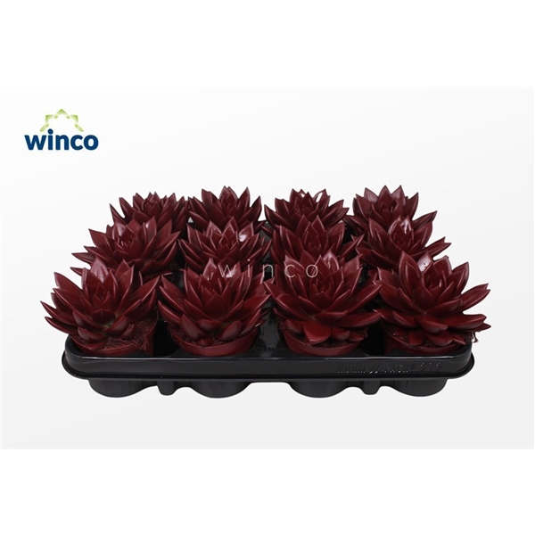 <h4>Echeveria Agavoides Paint Bordeaux Red</h4>