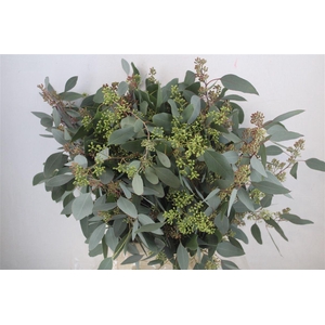 Euca Populus Berry 300gr P Bunch