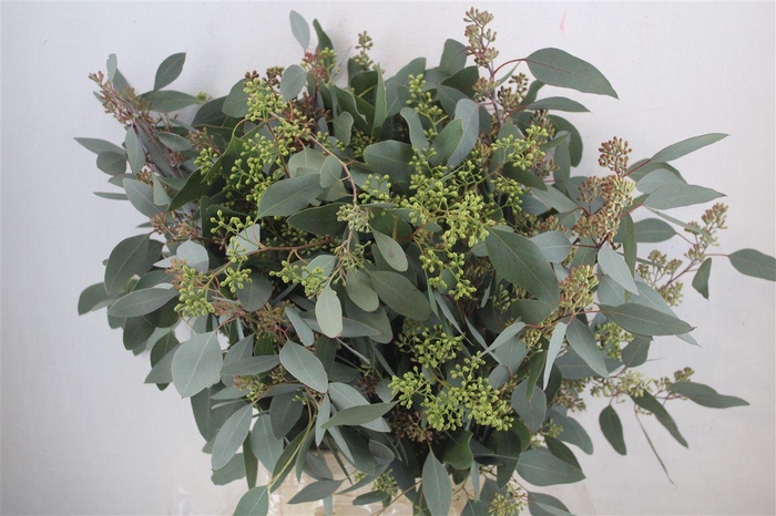 <h4>Euca Populus Berry 300gr P Bunch</h4>