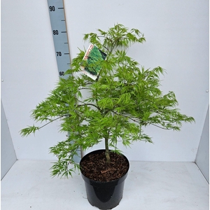 Acer palmatum Dissectum