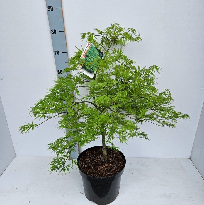 <h4>Acer palmatum Dissectum</h4>