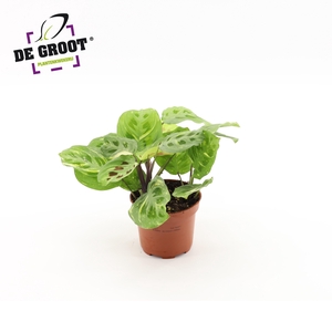 Maranta variegata (bont)