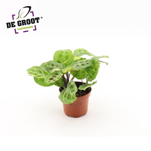 Maranta variegata (bont)