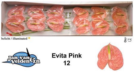 <h4>Anth A Evita Pink X12</h4>