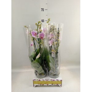 Phalaenopsis  'Ant Rotterdam'