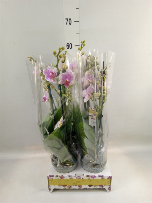 <h4>Phalaenopsis  'Ant Rotterdam'</h4>