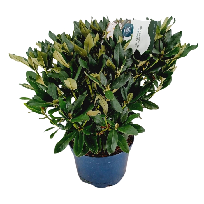 <h4>Rhododendron hybr. 'Cunningsham's White' C15 70-80</h4>
