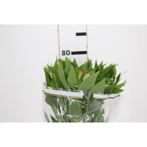 ALSTROEMERIA DUBAI 080 CM