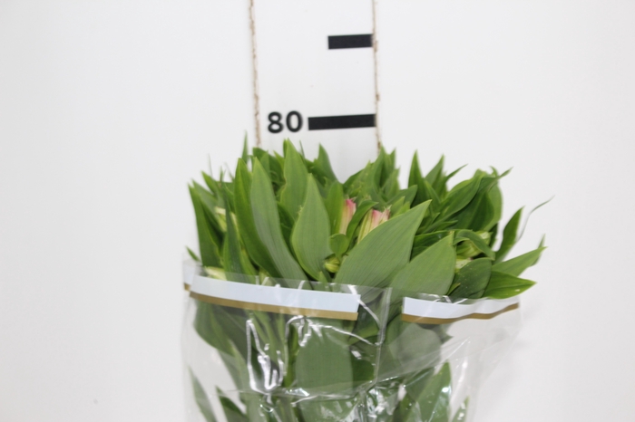 ALSTROEMERIA DUBAI 080 CM