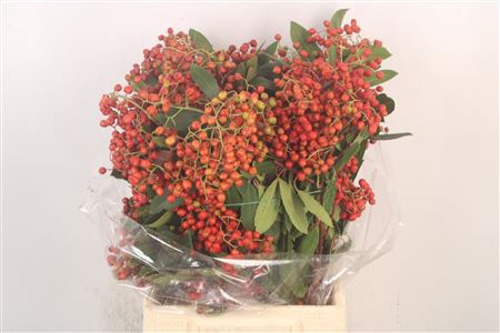 <h4>Photinia Berry Red Per Bunch</h4>