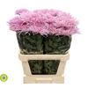 Chrys Gp Anastasia Pink