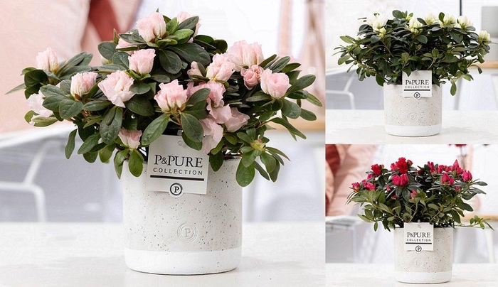 <h4>1st class Azalea mix in P&PURE Jade ceramics</h4>