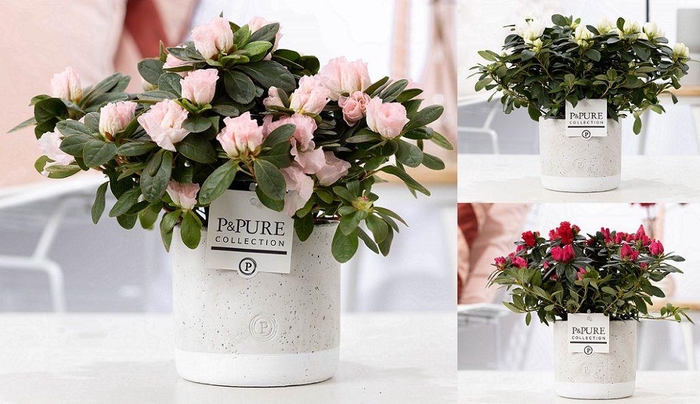 <h4>1st class Azalea mix in P&PURE Jade ceramics</h4>