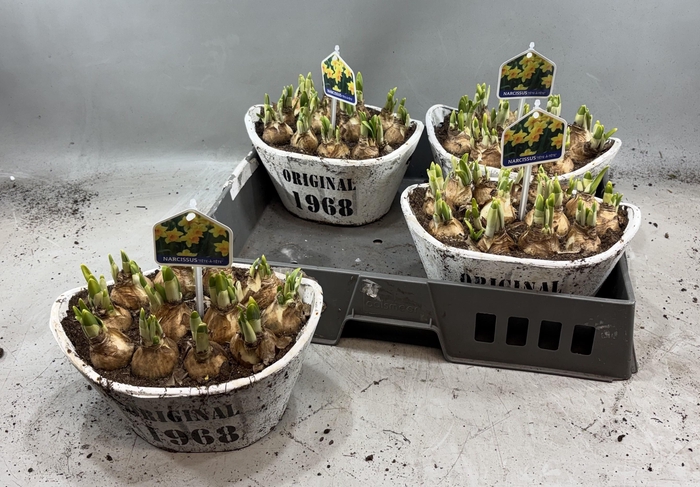 <h4>ARR N TETE A TETE</h4>