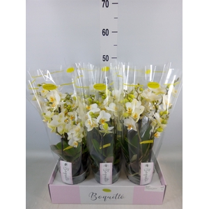 Phalaenopsis multi.   ...white
