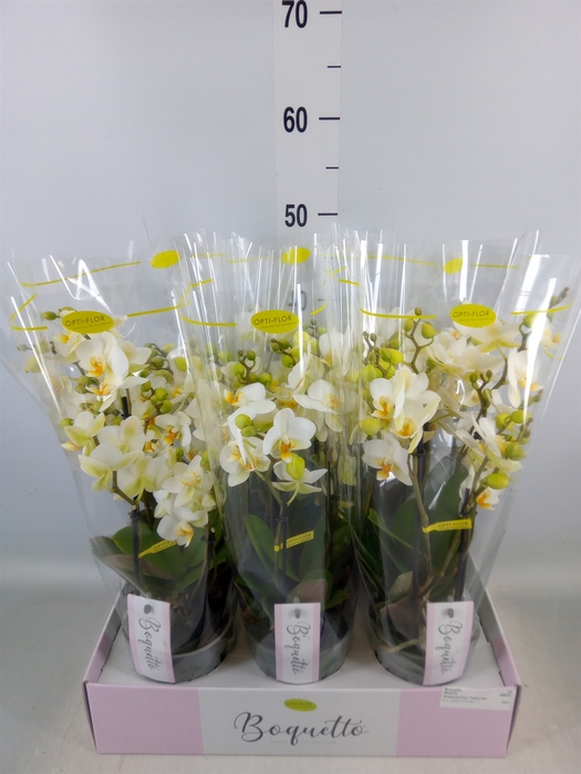 <h4>Phalaenopsis multi.   ...white</h4>