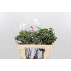 Eryng Pl Mag Purp St