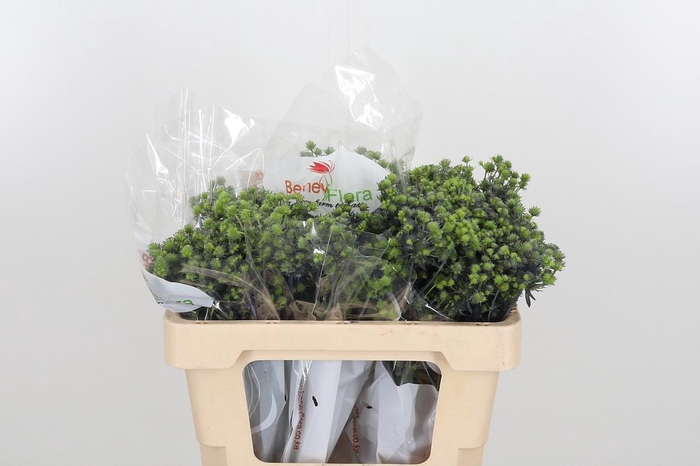 <h4>Eryng Pl Mag Purp St</h4>