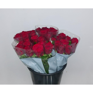 Mono Roos Red Naomi x10